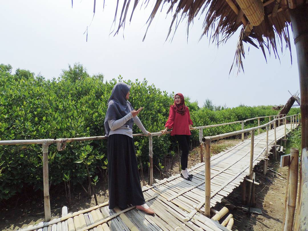 Tempat Wisata Mangrove Di Semarang