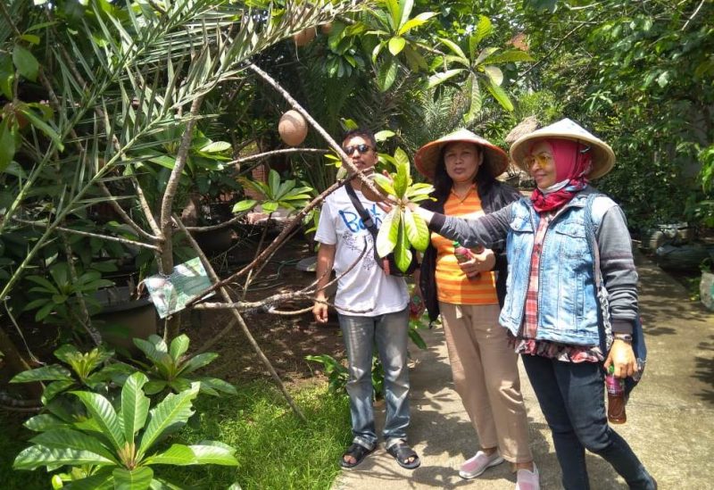 Nikmati Wisata Agro Edukatif Yang Seru Hanya Di Kebun Buah Langka Sedayu Badan Otorita Borobudur 9205