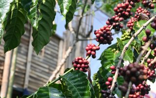 Kenduri Kopi Batang